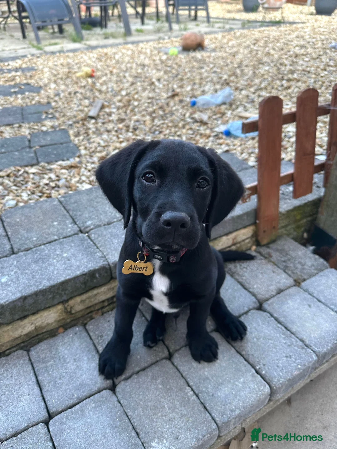 Gallery Image {{count}}