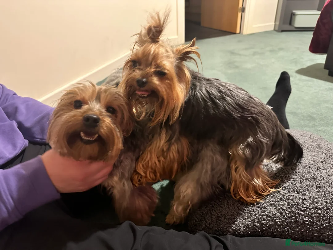 Yorkshire Terrier dogs for stud:  **  Yorkie for stud  in Leicester - Advert 11