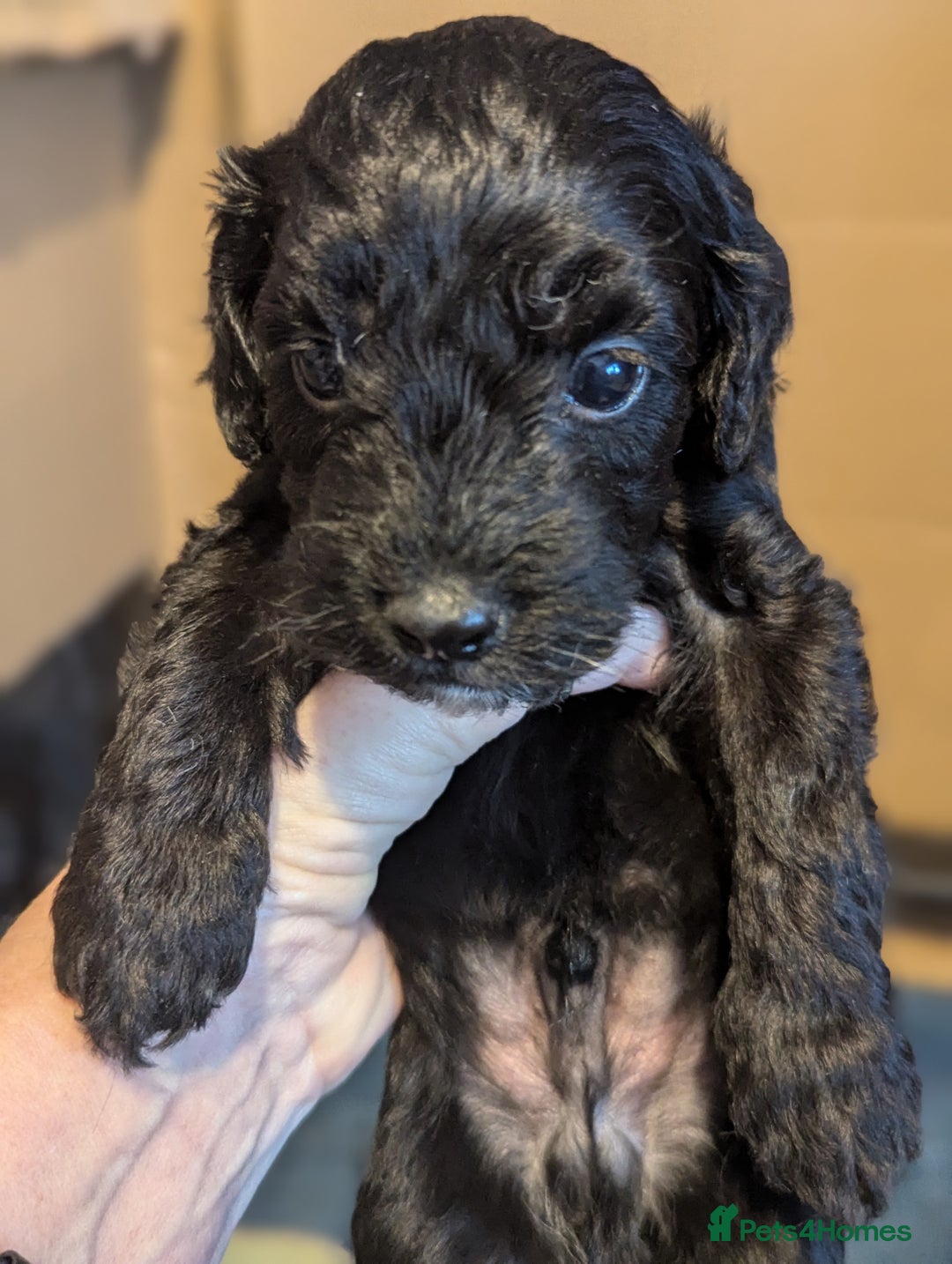 Cavapoo dogs for sale: Fabulous chocolate Cavapoos - Advert 2