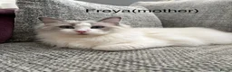 Ragdoll cats for sale: 2 handsome blue bi colour boys - Advert 4