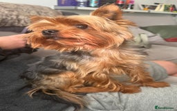 Yorkshire Terrier dogs for stud: Minitature Yorkshire Terrier Stud in Bridgend - Image 15