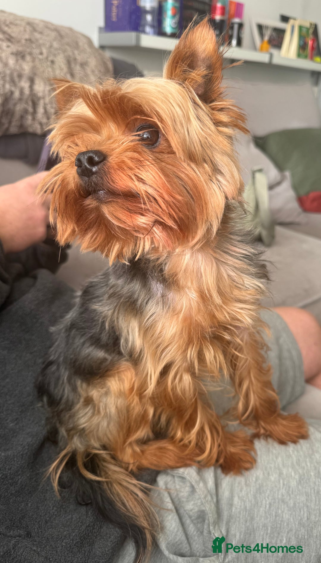 Yorkshire Terrier dogs for stud: Minitature Yorkshire Terrier Stud in Bridgend - Image 15