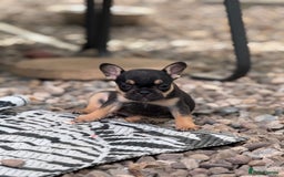French Bulldog dogs for sale: Beautiful frenchie pups in Leeds - Image 14