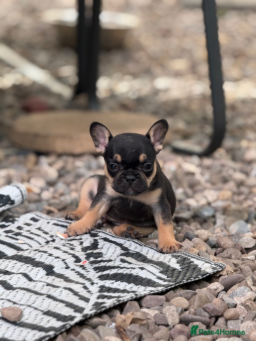 French Bulldog dogs for sale: Beautiful frenchie pups in Leeds - Image 14