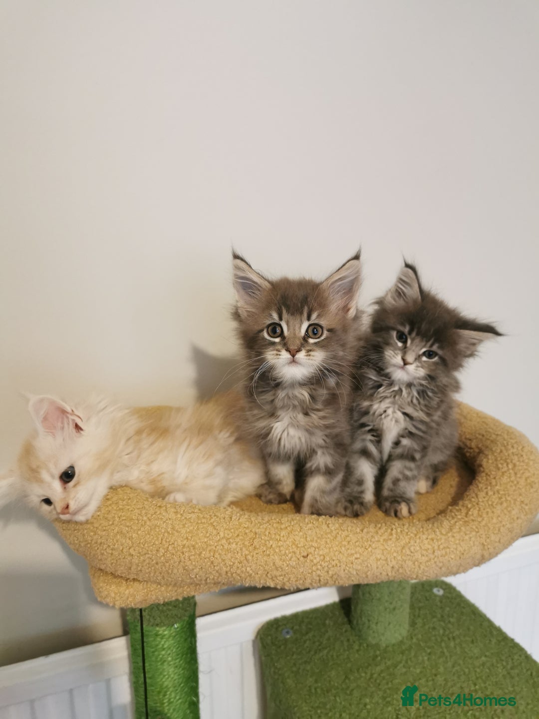 Maine Coon cats for sale: Full pedigree Maine Coon kittens for sale - Image 5