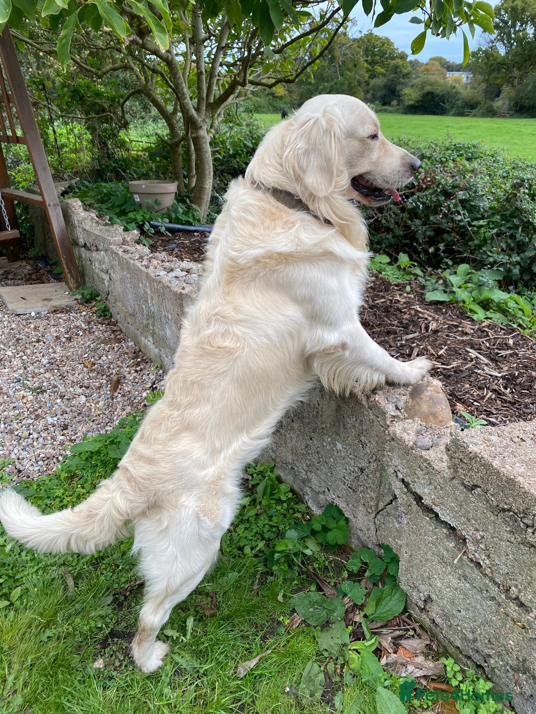Golden Retriever dogs for sale: 2 year old Golden Retriever Zaki - Image 4