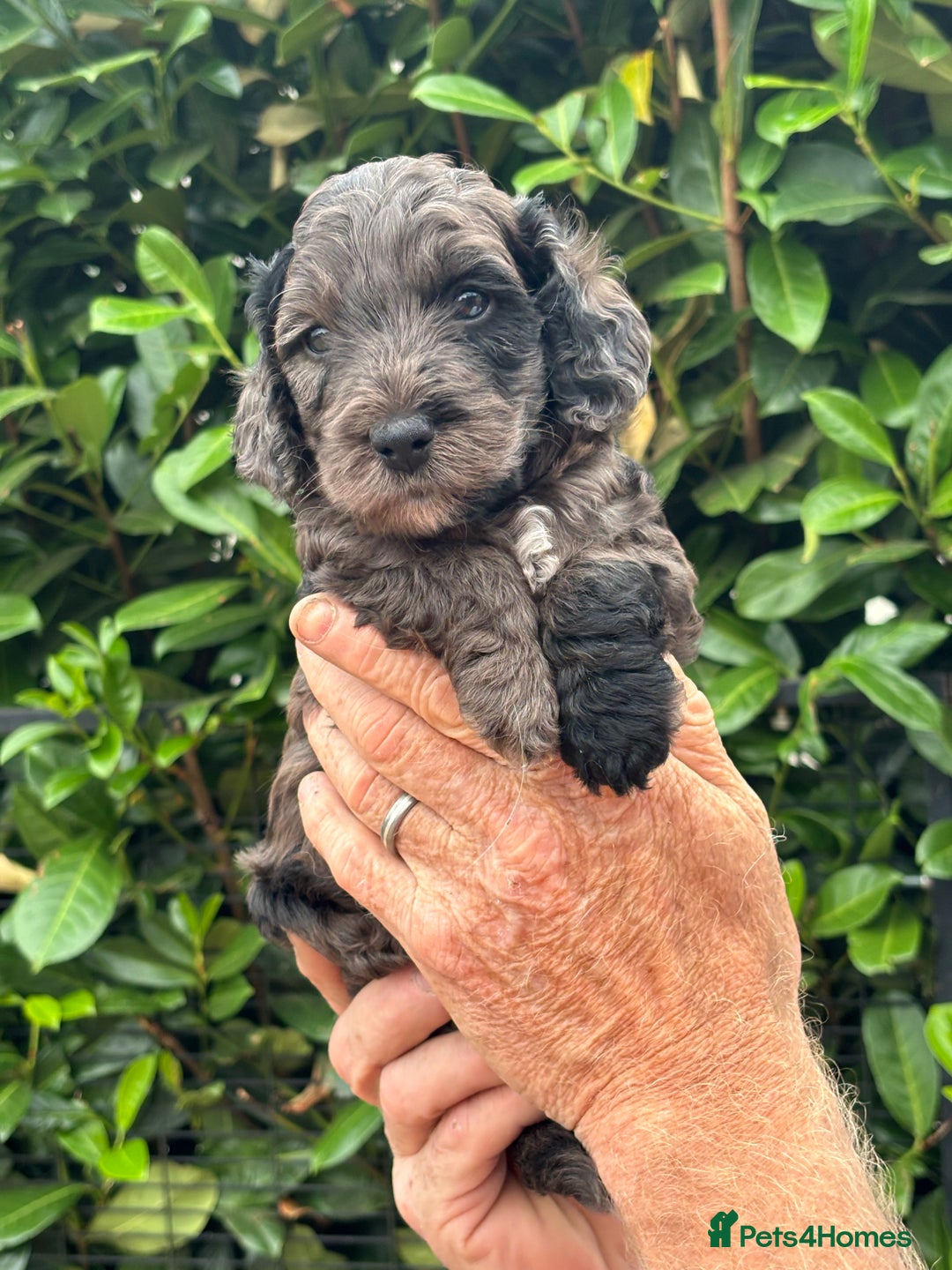 Cockapoo dogs for sale: DNA clear / Licensed Breeder for peace of mind  - Image 5