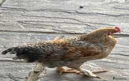 Chickens poultry for sale: 3 beautiful cockerels to rehome  - Image 2