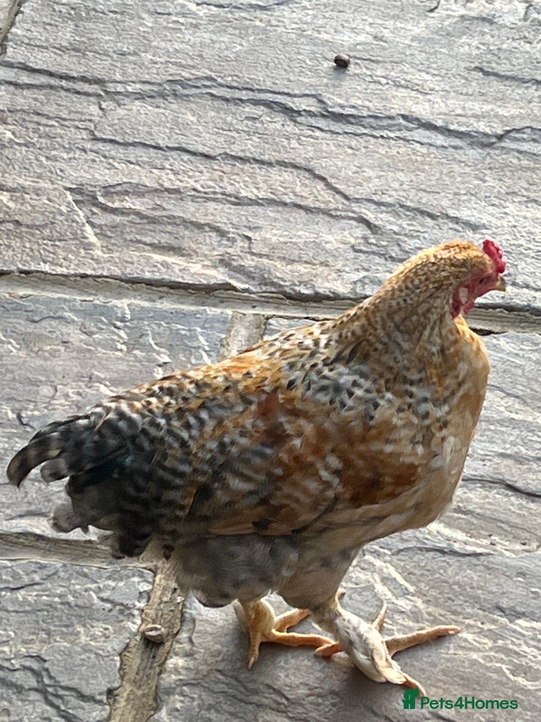 Chickens poultry for sale: 3 beautiful cockerels to rehome  - Image 2