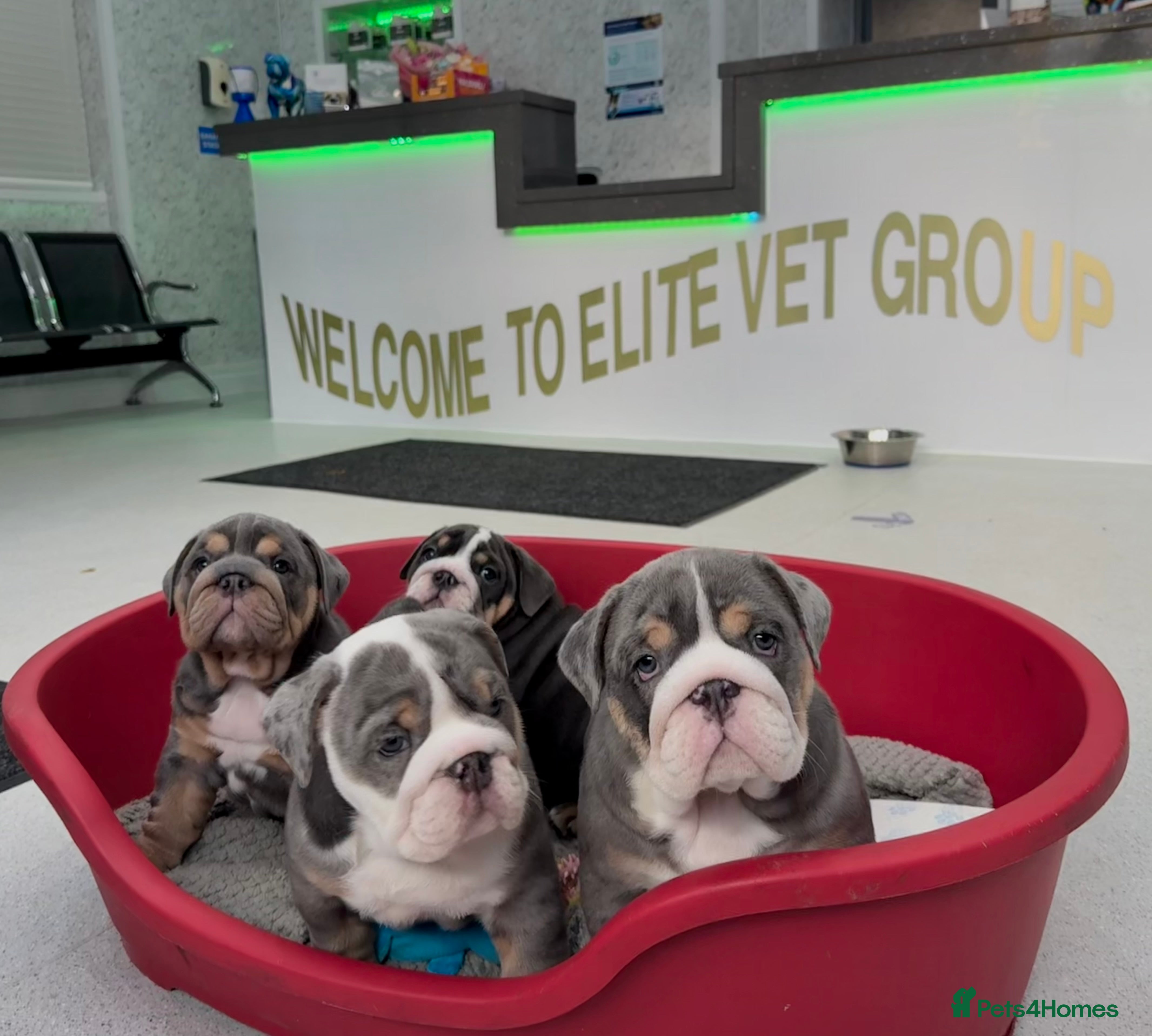 English Bulldog dogs English bulldog puppies - Advert 1