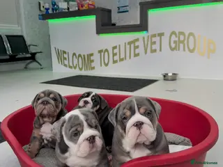 English Bulldog dogs English bulldog puppies - Advert 1