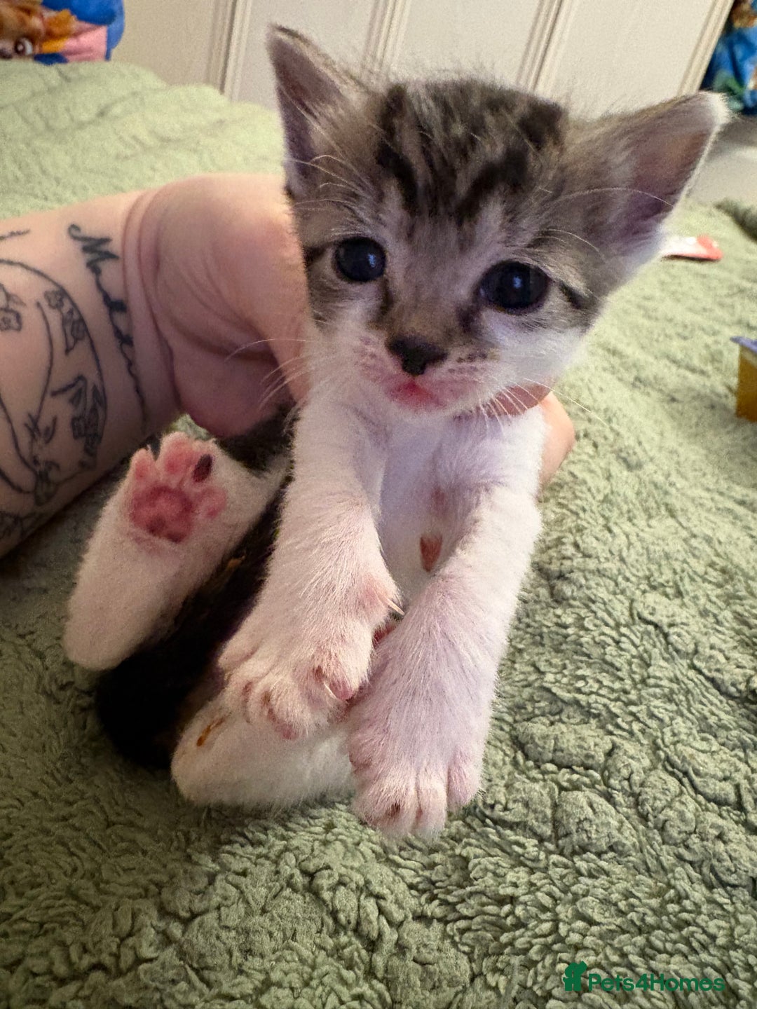 Mixed Breed cats for sale: Beautiful kittens looking for loving homes  - Advert 5