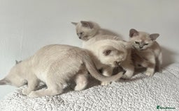 Burmese cats for sale: Stunningly beautiful cream and lilac boys - Image 4