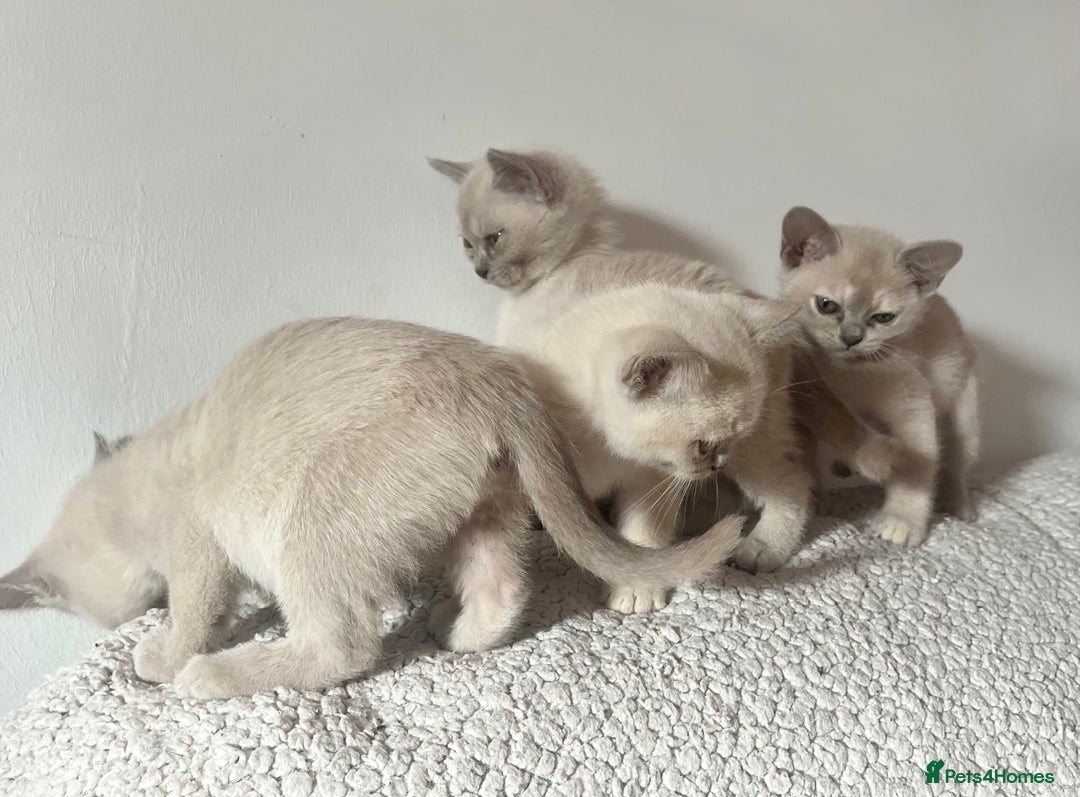 Burmese cats for sale: Stunningly beautiful cream and lilac boys - Image 4