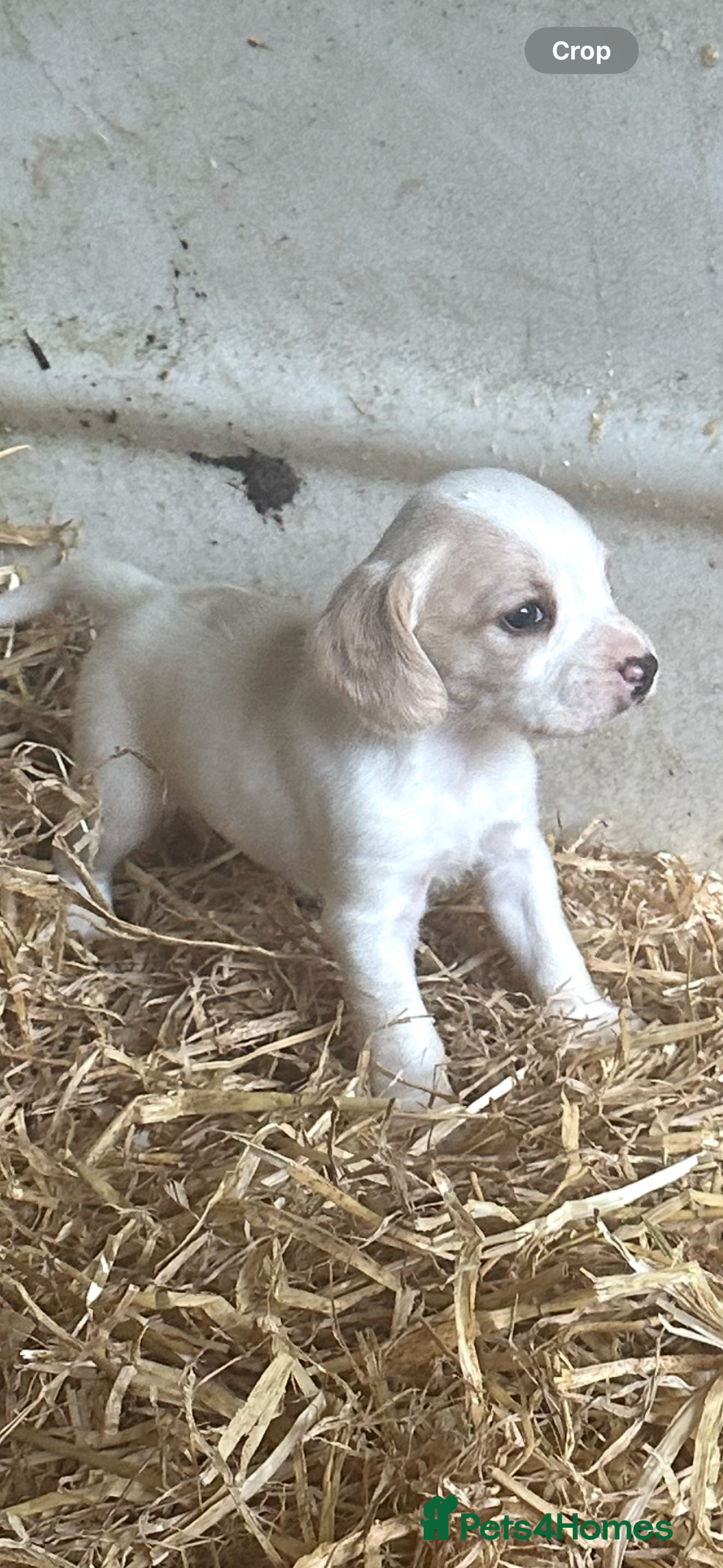 Mixed Breed dogs for sale: 6 Cocker jack puppies - Image 6
