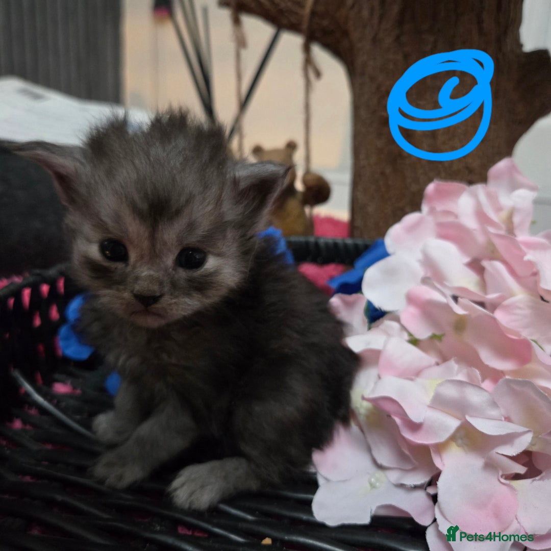 Maine Coon cats for sale: Champion russian Maine coon kittens - Advert 12