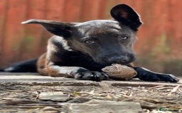 Mixed Breed dogs for sale: German Shepherd x Cane Corso - Image 3
