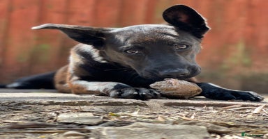 Mixed Breed dogs - Advert 2
