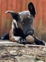 Mixed Breed dogs - Advert 4