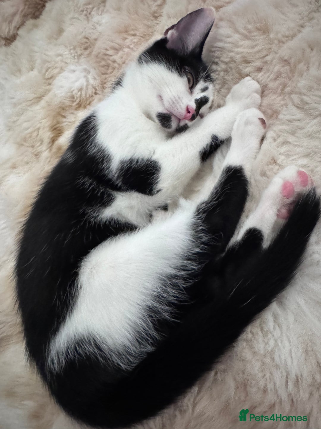 Domestic Shorthair cats for sale: Playful domestic shorthair kitten  - Image 2