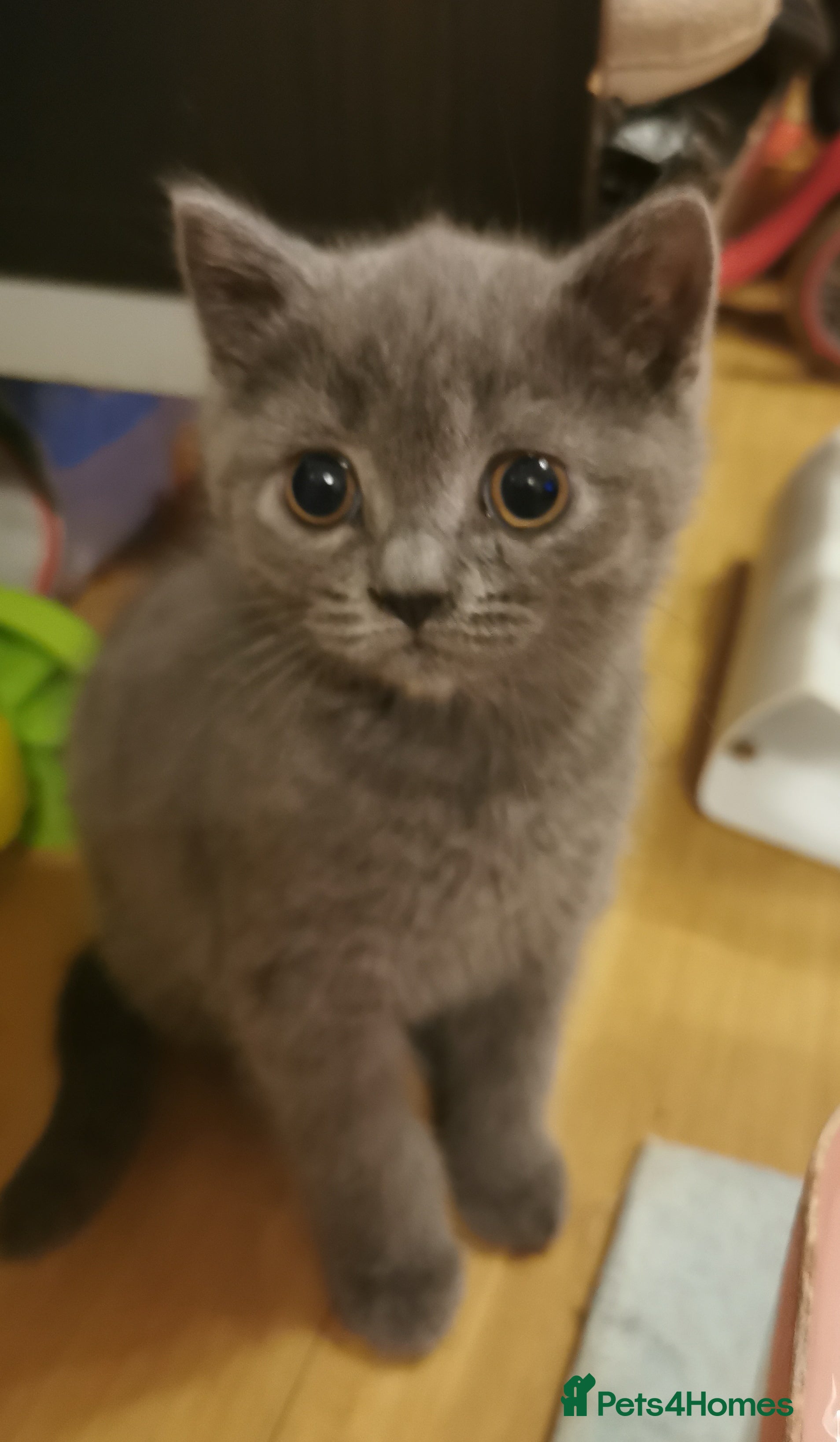 British Shorthair cats Lovely blue British shorthair kittens  - Advert 6