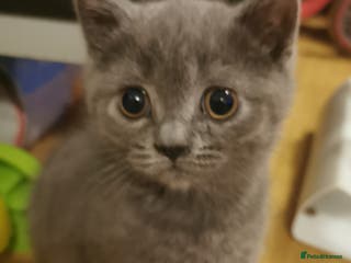 British Shorthair cats Lovely blue British shorthair kittens - Advert 16