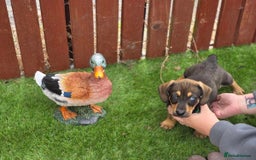 Mixed Breed dogs for sale: Husky cross dashound  - Image 1