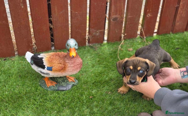 Mixed Breed dogs - Advert 14