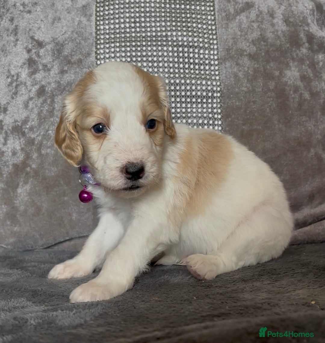 Cockapoo dogs for sale: stunning cockapoo puppies  - Image 13