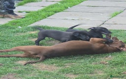 Mixed Breed dogs for sale:  Whippet × Patterdale Dog Pups - Image 21