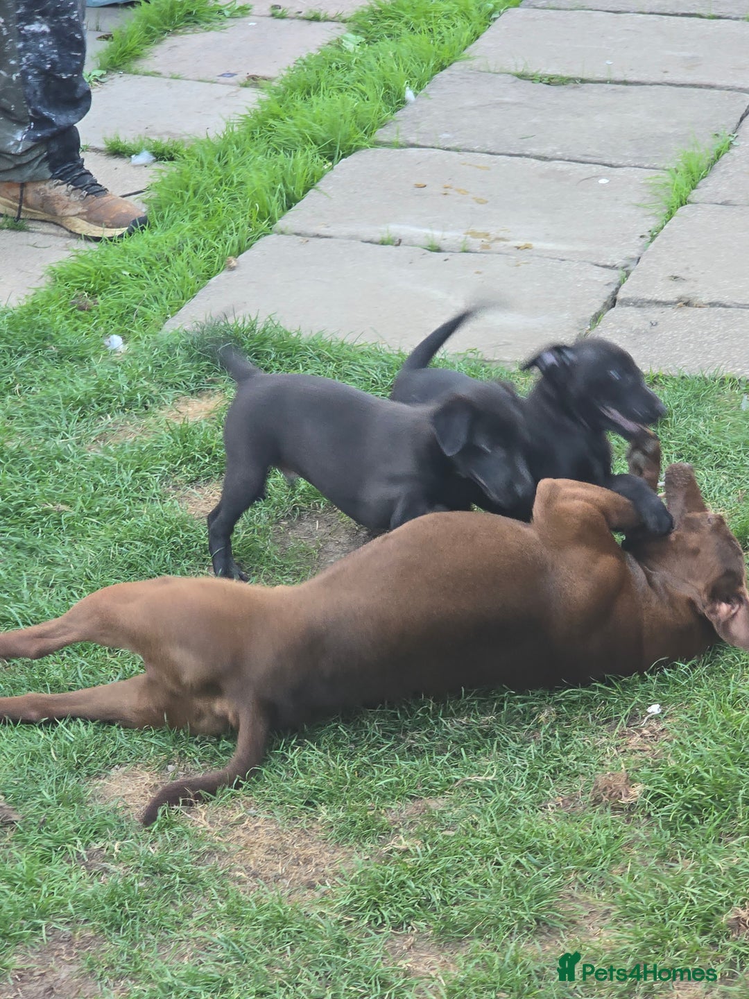 Mixed Breed dogs for sale:  Whippet × Patterdale Dog Pups - Image 21