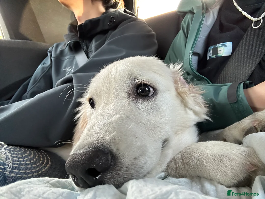 Golden Retriever dogs for sale: Lovely golden retriever W needs a forever home - Advert 2