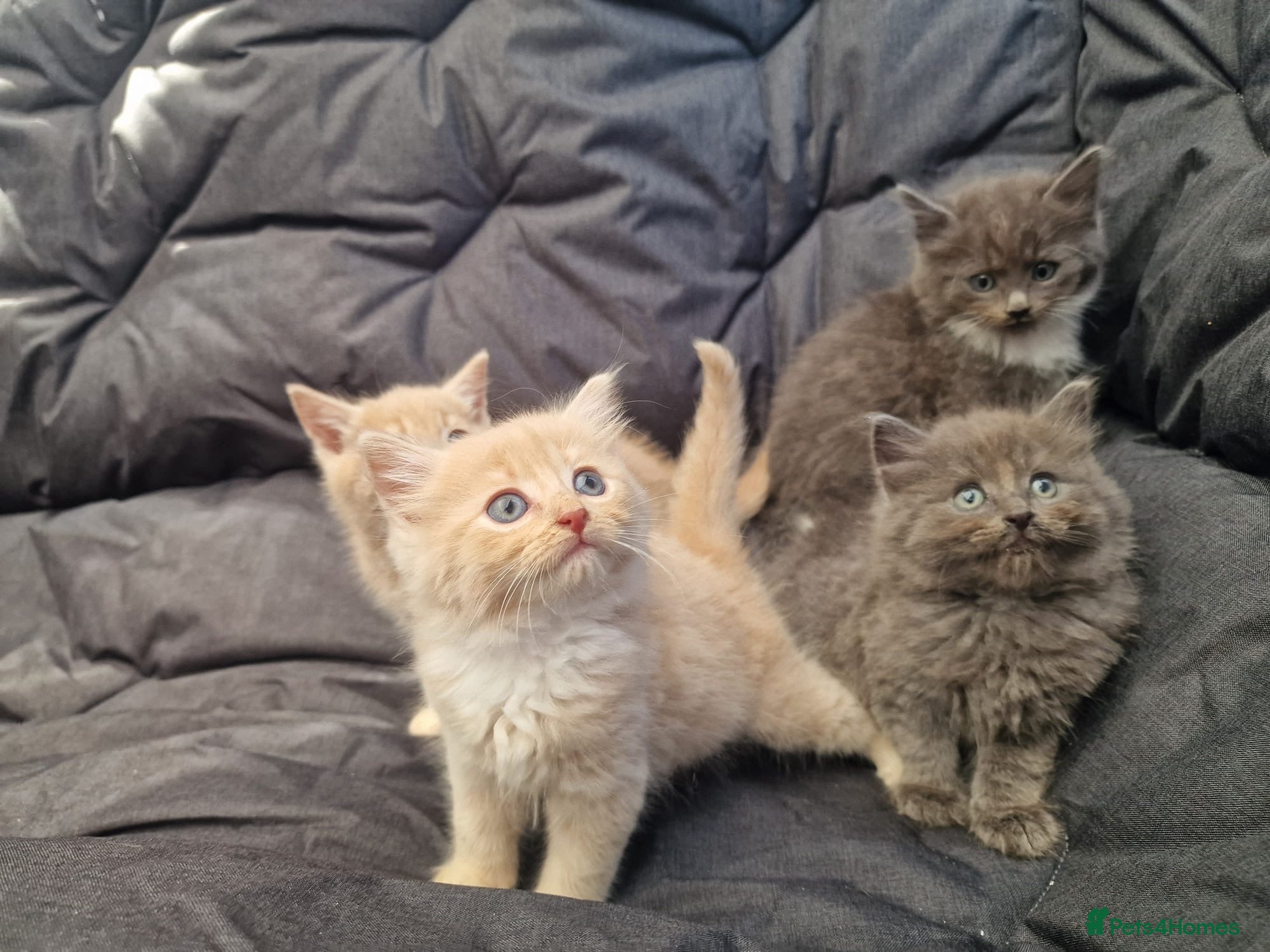 British Longhair cats British longhair/mixed kittens for sale  - Advert 9