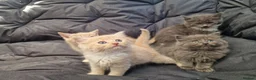 British Longhair cats for sale: British longhair/mixed kittens for sale  - Advert 1