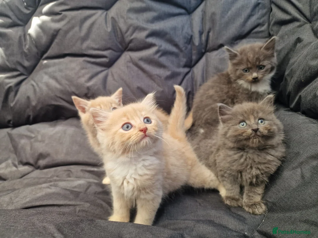 British Longhair cats for sale: British longhair/mixed kittens for sale  - Advert 1