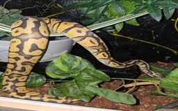 Python Snake reptiles for sale: Ball python - Image 2