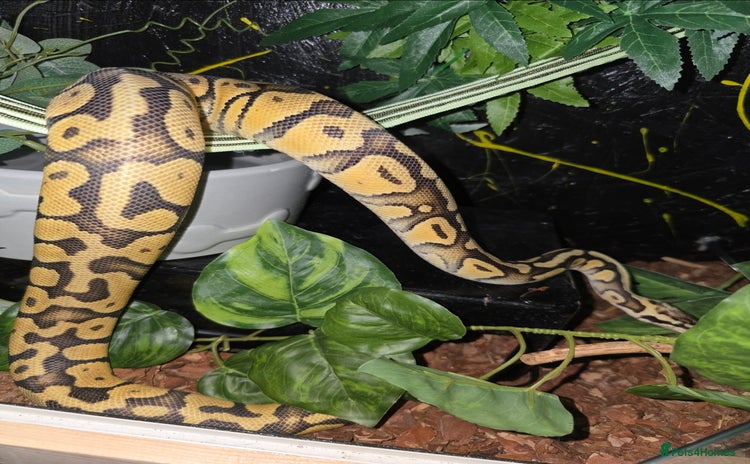 Python Snake reptiles - Advert 20