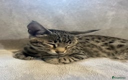 Savannah cats for sale: Savannah cat F4 - Image 4