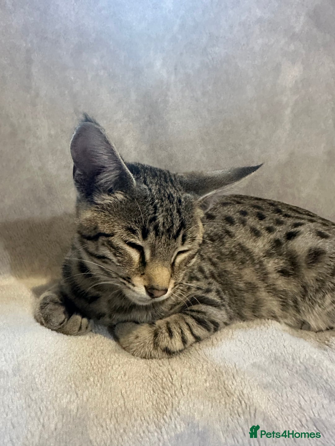 Savannah cats for sale: Savannah cat F4 - Image 4