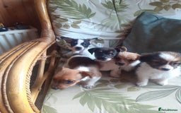 Jack Russell dogs for sale: Jack Russell  - Image 5