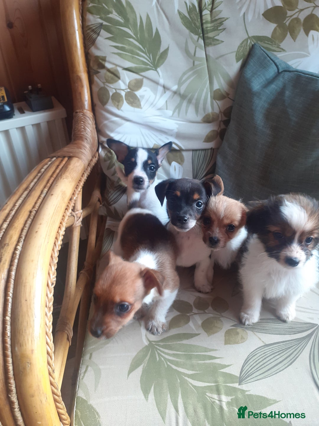Jack Russell dogs for sale: Jack Russell  - Image 5