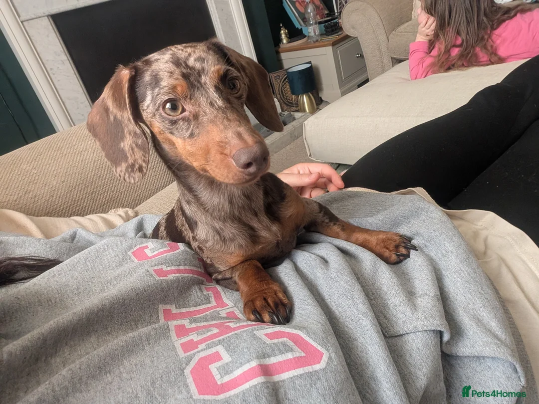 Miniature Dachshund dogs for sale: 1 year old female miniature daschund  - Advert 2