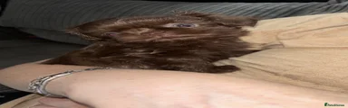 Shih Tzu 1