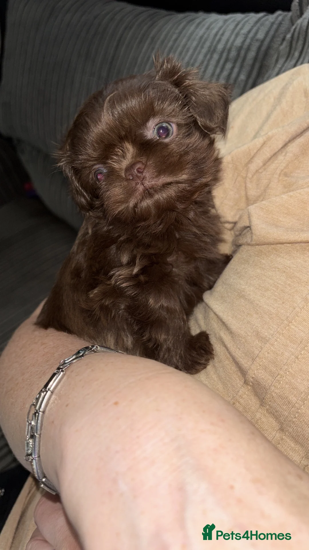 Shih Tzu dogs for sale: Chocolate brown imperial shitzu pups for sale - Advert 2