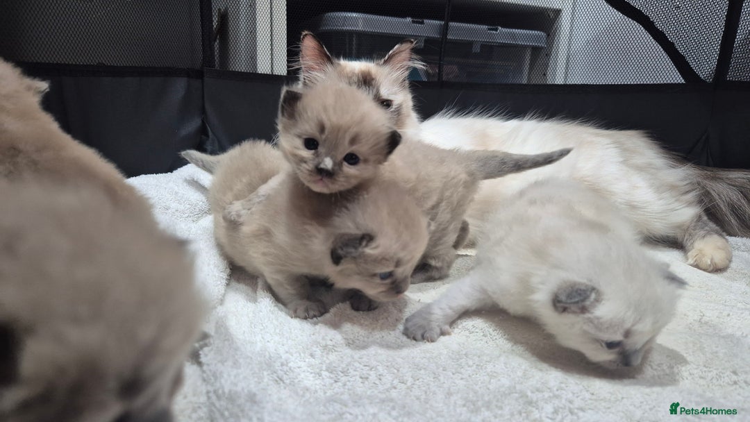 Ragdoll cats for sale: Adorable Ragdoll Kittens for sale - Advert 5