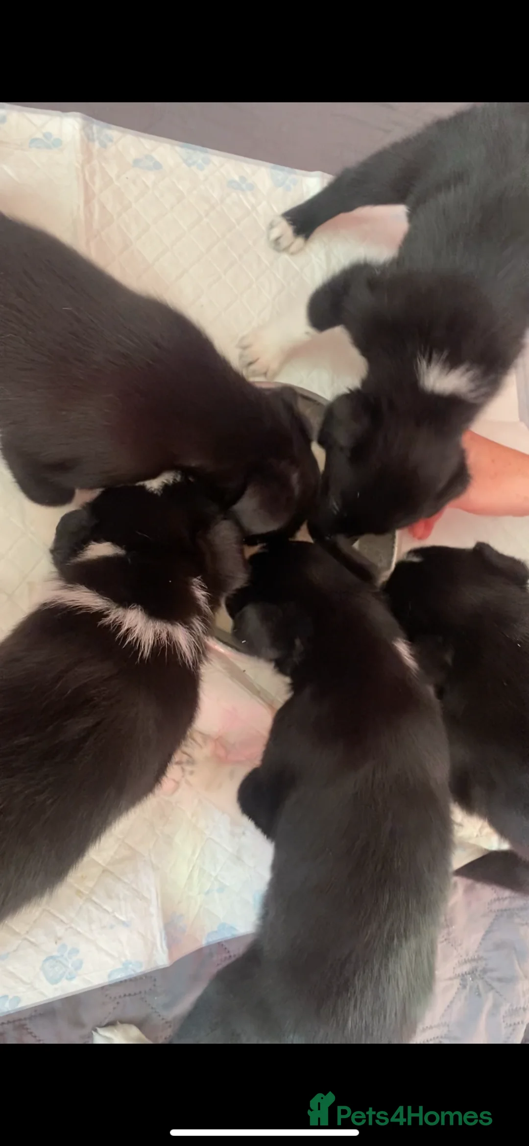 Border Collie dogs for sale: 4 border collie puppies £700! - Advert 11