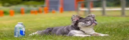 French Bulldog dogs for sale: Lovely fluffy frenchies - Advert 5