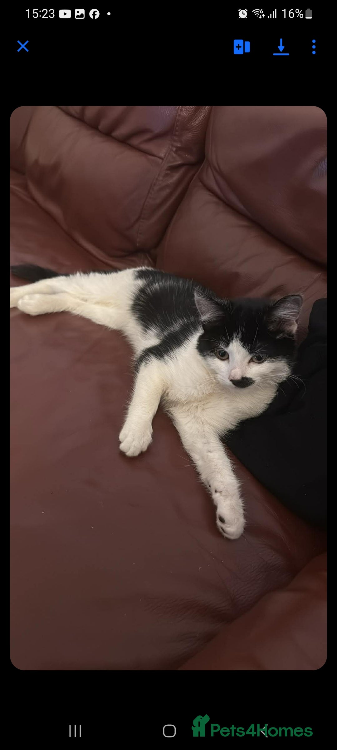 Mixed Breed cats British shorthair + siberian  - Advert 1