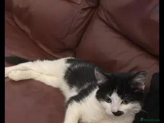 Mixed Breed cats British shorthair + siberian - Advert 1