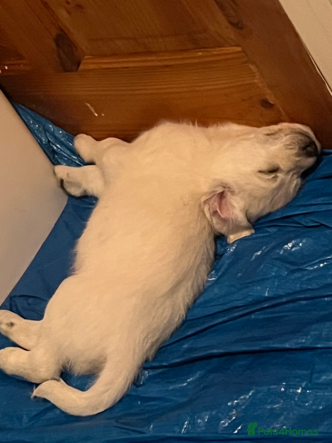 Mixed Breed dogs for sale: Stunning Litter of Labradoodle x Pyrenees - Advert 23